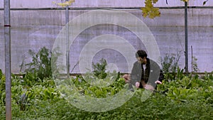 Greenhouse Harvest Season: Man in Black Jacket and Beige Trousers Gently Harvesting Fresh Lettuce, Embodying the Joy and