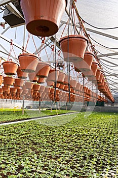 Greenhouse: hothouse with seedling grow in plant nursery. Agriculture business and farming concept