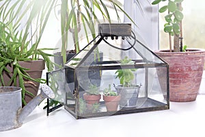 Greenhouse among houseplant in front of window indoor