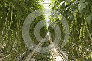 Greenhouse, hydroponic cultivation