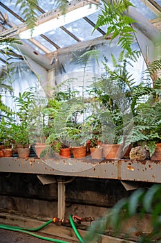 Greenhouse, indoor gardening concept. Plants and ferns growing in old terracotta ceramic flowerpots