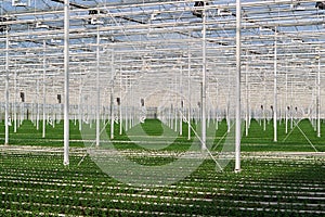 Greenhouse-indoors