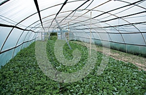 Greenhouse inside