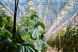 Greenhouse