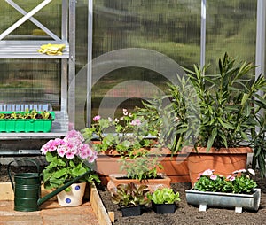 Greenhouse inside with plants