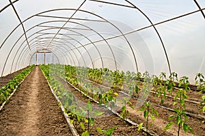 Greenhouse Interior