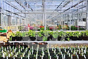 Greenhouse Interior
