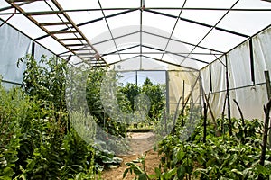 Greenhouse in kitchen garden