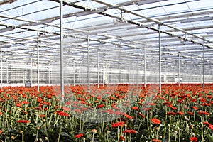 Greenhouse LED bellaza gerbera glass growing horticulture lights nieuwerkerk aan den IJssel orange red photo