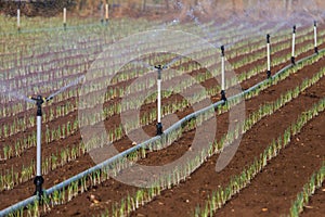 Greenhouse with leek field watering system in action