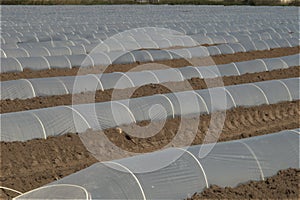 Greenhouse lines for growing crops