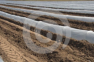 Greenhouse lines for growing crops