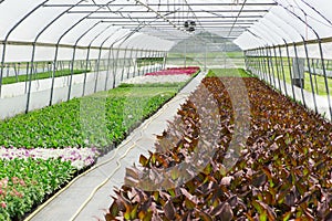 Greenhouse with microclimate control.