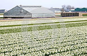 Greenhouse near the dutch bulbs