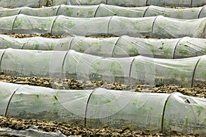 Greenhouse Nursery