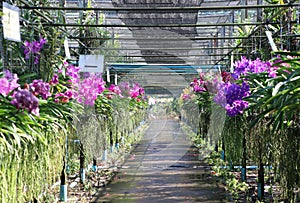 Greenhouse orchid farm with spray water for nursery flora business