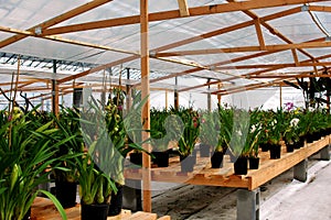 Greenhouse Orchids