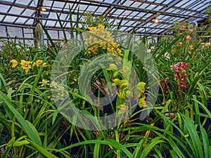 Greenhouse with orchids. Orchid farm is an agricultural industry