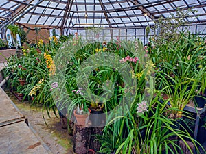 Greenhouse with orchids. Orchid farm is an agricultural industry