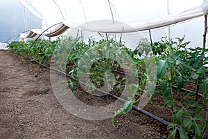 greenhouse with organic tomato plants and drip irrigation system