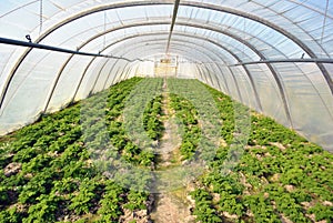 Greenhouse with parsley