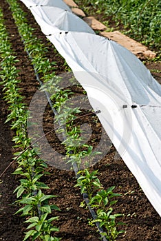 Greenhouse with pepper plant and drip irrigation