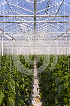 Greenhouse pepper plants