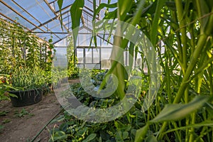 A greenhouse with plant inside - agricultural photo