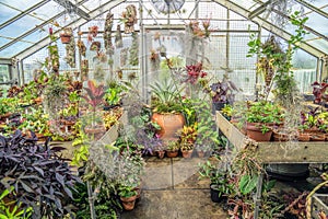 Greenhouse Plant Life