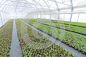 Greenhouse plant nursery. Spring Seedlings, Young plants growing