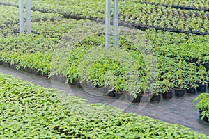 Greenhouse plant nursery. Spring Seedlings, Young plants growing