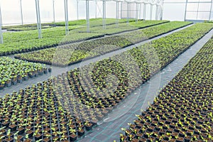 Greenhouse plant nursery. Spring Seedlings, Young plants growing