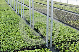 Greenhouse plant nursery. Spring Seedlings, Young plants growing