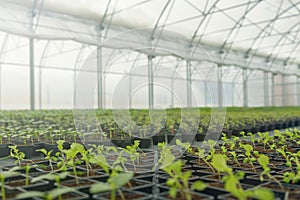 Greenhouse plant nursery. Spring Seedlings, Young plants growing