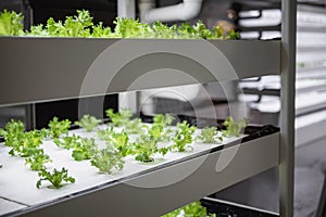 Greenhouse Plant row Grow with LED Light Indoor Farm Agriculture Technology