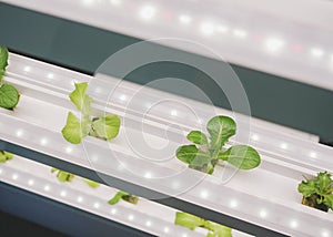 Greenhouse Plant row Grow with LED Light Indoor Farm Agriculture Technology