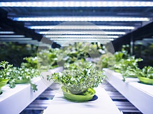 Greenhouse Plant row Grow with LED Light Indoor Farm Agriculture photo