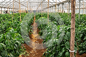 Greenhouse with plantation of sweet bell peppers plants, agruculture in Fondi, Lazio, Italy