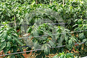 Greenhouse with plantation of sweet bell peppers plants, agruculture in Fondi, Lazio, Italy