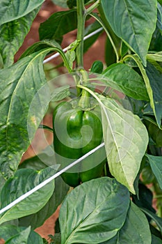 Greenhouse with plantation of sweet bell peppers plants, agruculture in Fondi, Lazio, Italy