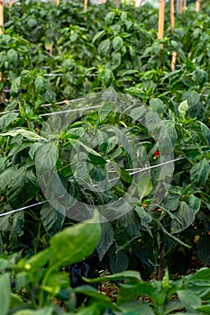 Greenhouse with plantation of sweet bell peppers plants, agruculture in Fondi, Lazio, Italy