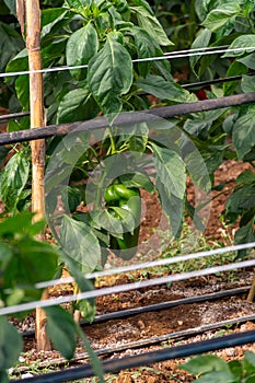 Greenhouse with plantation of sweet bell peppers plants, agruculture in Fondi, Lazio, Italy