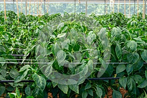 Greenhouse with plantation of sweet bell peppers plants, agruculture in Fondi, Lazio, Italy