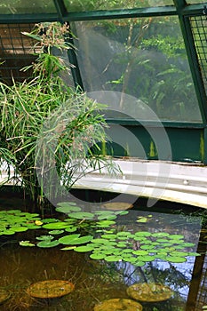 Greenhouse Plants