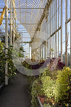 Greenhouse with plants.