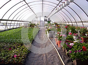 Greenhouse plants