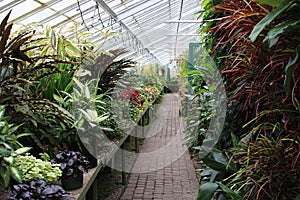 Greenhouse Plants photo