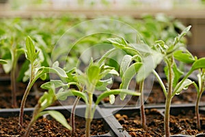 Greenhouse Plants