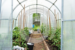 Greenhouse with plants in the garden