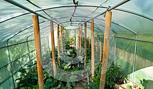 greenhouse with plants in the garden